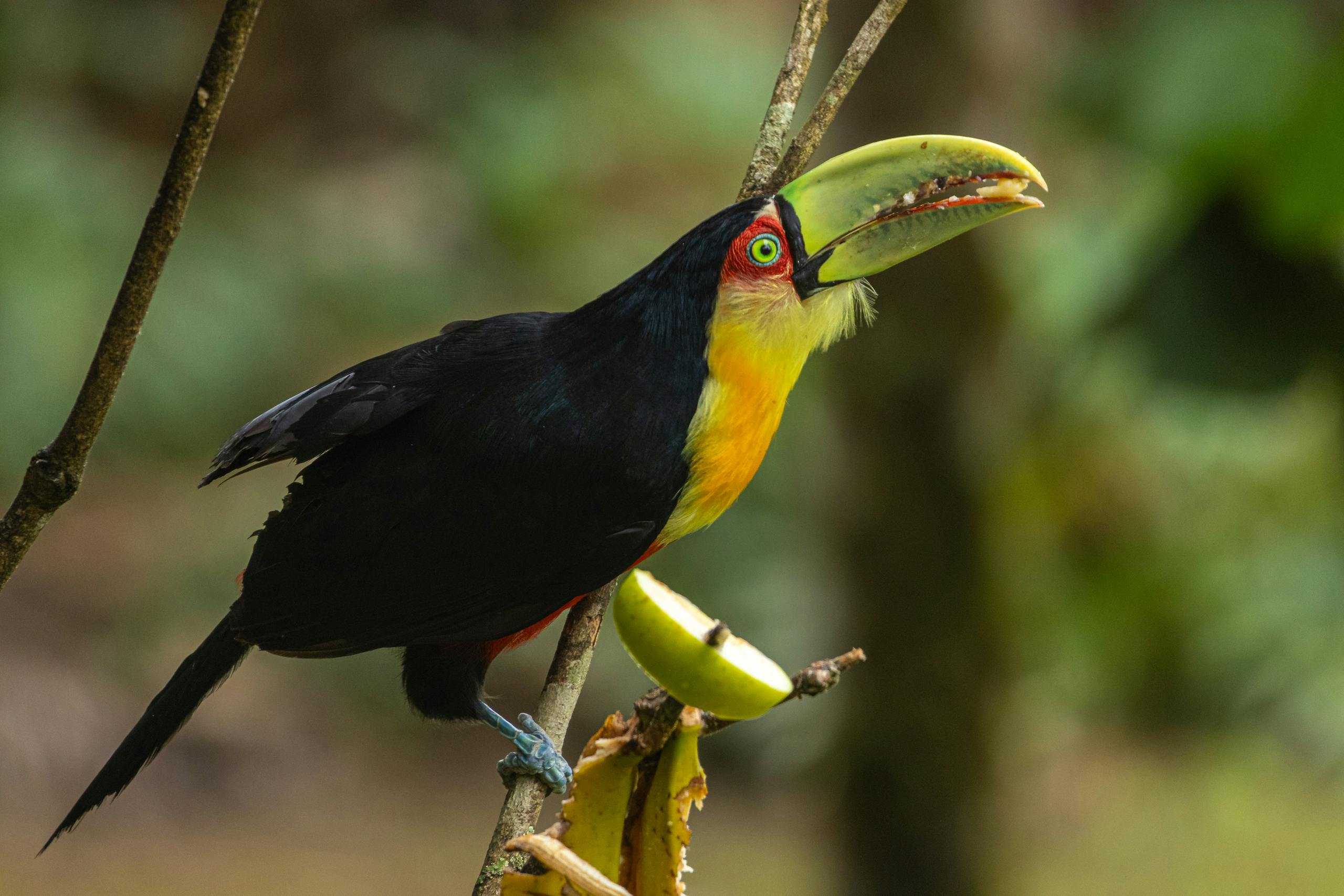 A colorful toucan rests on a branch in Tapiraí, São Paulo, Brazil.