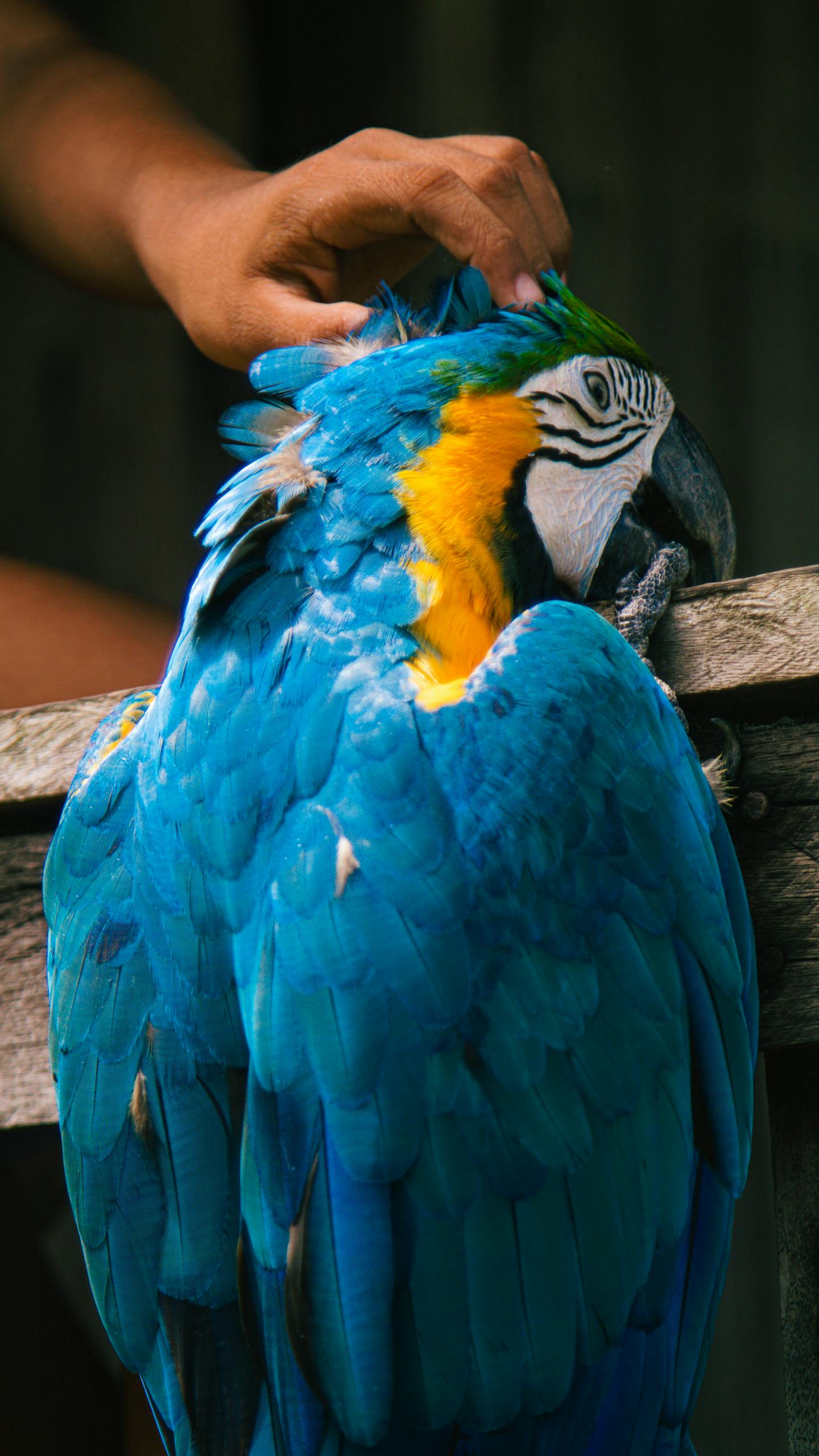 Blue-and-yellow macaw being gently stroked by a person's hand, symbolizing connection with nature.
