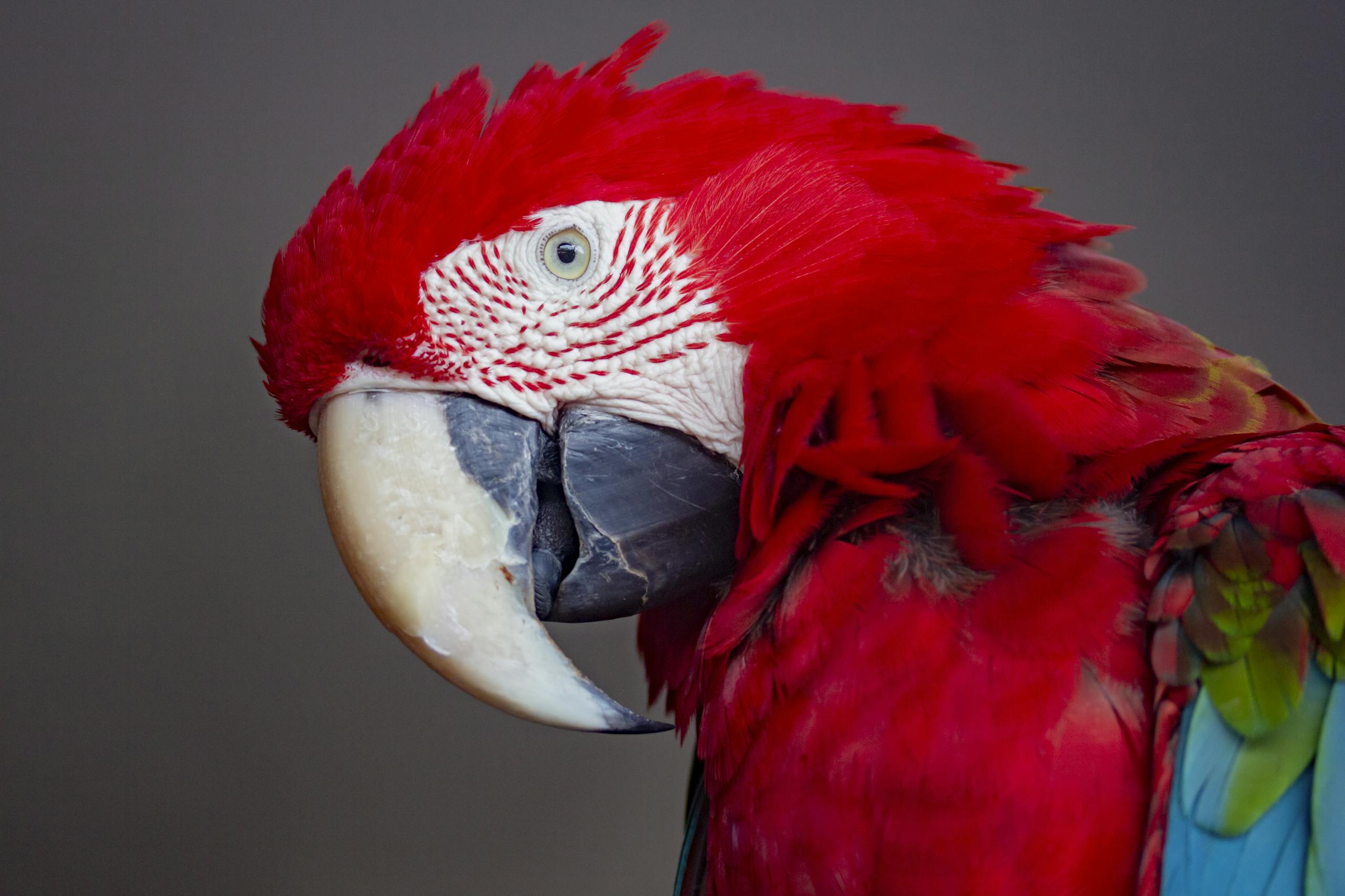 Close-up portrait of a vivid scarlet macaw showcasing its colorful feathers and striking beak.