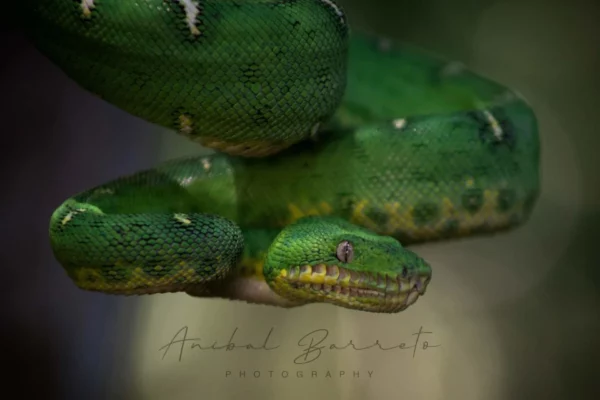 Culebra piton