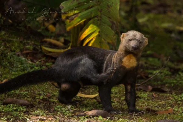 Foto animal selva