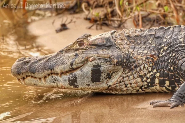 Foto caiman