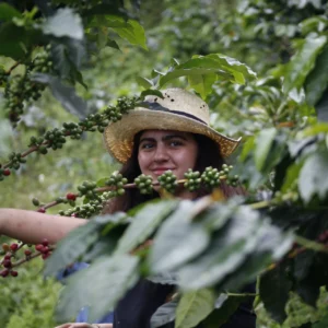 Frutos selva