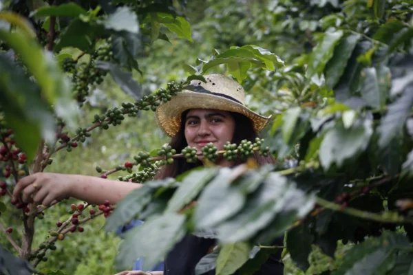Frutos selva
