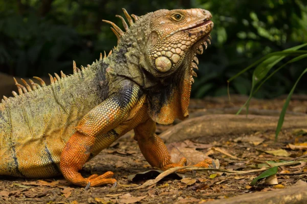 Iguana cartagena