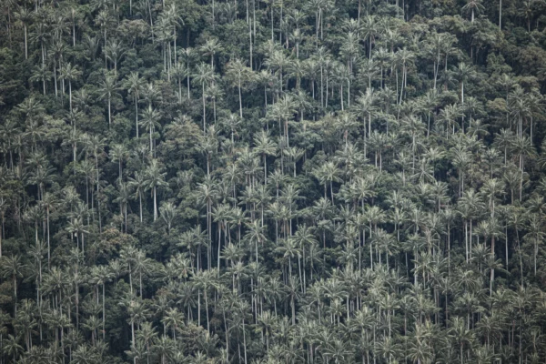 Palmeras
